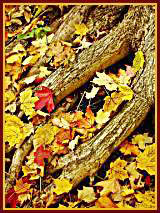 Fall Colors