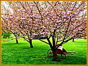 Cherry blossoms in the front yard