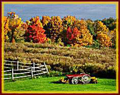 Fall Colors