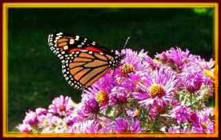 Butterflies love our gardens!