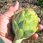 An artichoke