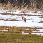 A red fox in the field by Los Gatos
